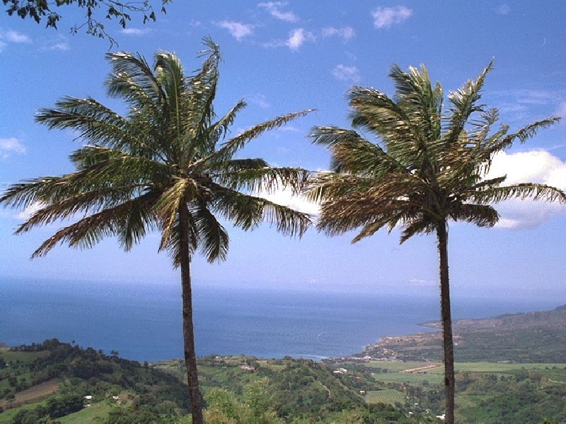 Deux cocotiers